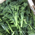 Suntoday green hybrid vegetable brassica oleracea kailan organic broccoli seeds